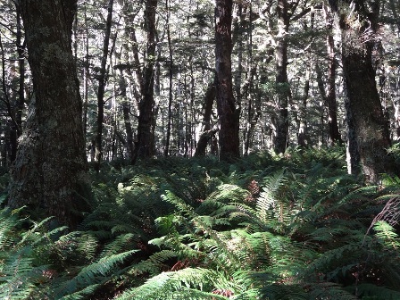 Landscape of New Zeland - Routeburn 