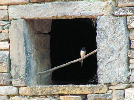 crvi�e brala dragome svom ...