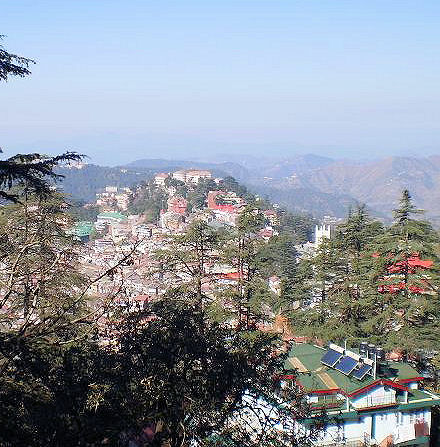 Shimla - grad majmuna